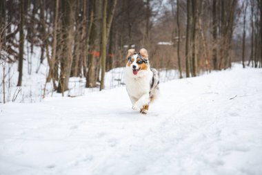 Çek Cumhuriyeti 'nin Beskydy dağlarında karda koşan Avustralya çoban köpeğinin portresi. Köpeğin kameraya bakışı.