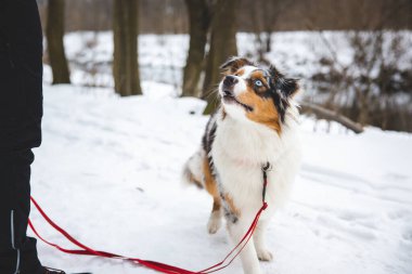 Sahibi, buz gibi bir kış boyunca dört ayaklı en iyi arkadaşı Australian Shepherd 'a ikramda bulunuyor. Yemeğin mutluluğu..