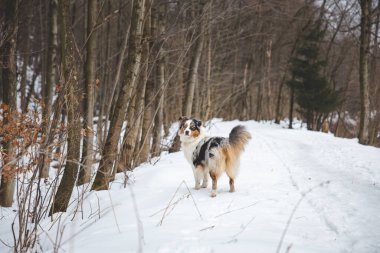 Çek Cumhuriyeti Beskydy dağlarında karda yürüyen Avustralya çoban köpeğinin portresi. Köpeğin kameraya bakışı.