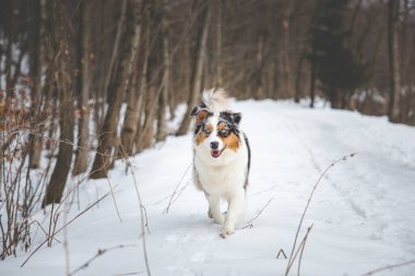 Çek Cumhuriyeti Beskydy dağlarında karda yürüyen Avustralya çoban köpeğinin portresi. Köpeğin kameraya bakışı.