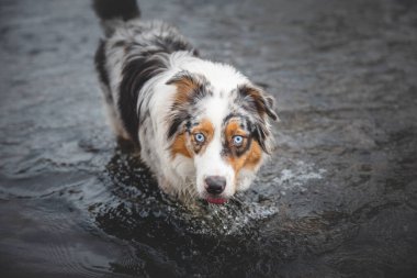 Çek Cumhuriyeti 'nin Beskydy dağlarında suda yıkanan Avustralya çoban köpeğinin portresi. Suyun tadını çıkarıyor ve efendisini arıyor..