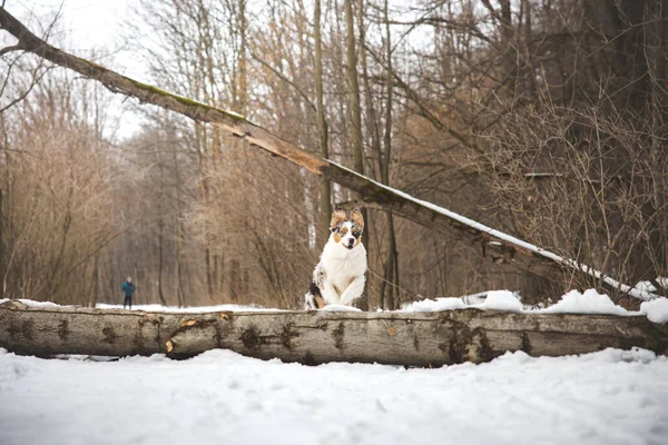 Aralık ayında Çek Cumhuriyeti 'nde, karlı bir ormanda düşen bir ağaçtan atlayan bir çoban köpeğinin saf mutluluğu. Zıplayan bir köpeğin yakın çekimi..