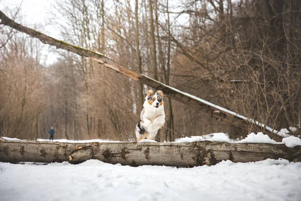 Pure happiness of an Australian Shepherd puppy jumping over a fallen tree in a snowy forest during December in the Czech Republic. Close-up of a dog jumping.