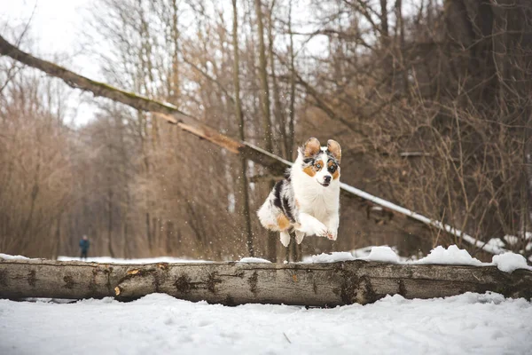 Pure happiness of an Australian Shepherd puppy jumping over a fallen tree in a snowy forest during December in the Czech Republic. Close-up of a dog jumping.
