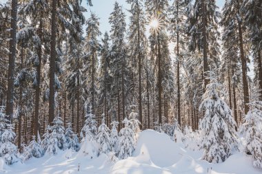 Parlak kardan yansıyan güneş ışınlı kış manzarası. Karlı bir yabanda ve ormanlık alanda gün doğumu. Beskydy Dağları, Çek Cumhuriyeti.