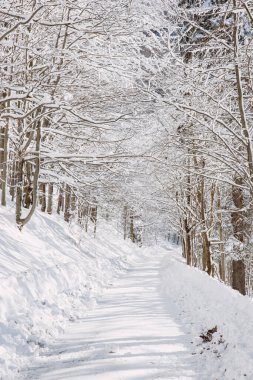 Güneşli hava, karlı dallardan ağaçlık yola doğru geliyor. Çek Cumhuriyeti Beskydy dağlarında, beyaz cennette bir yürüyüş.
