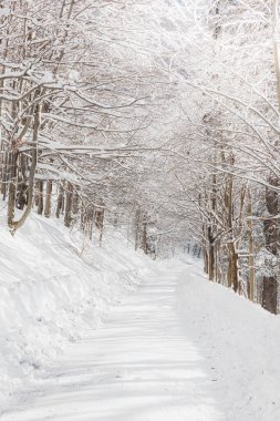 Güneşli hava, karlı dallardan ağaçlık yola doğru geliyor. Çek Cumhuriyeti Beskydy dağlarında, beyaz cennette bir yürüyüş.