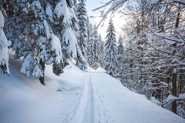 Längdskidspår Morgonsoluppgången Redo För Löpare Vinteraktiviteter Den Perfekta Vintern Beskydy Royaltyfria Stockbilder