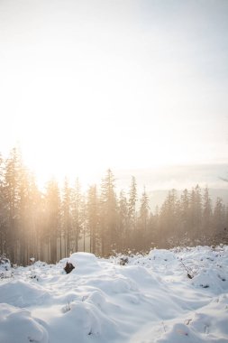 Çek Cumhuriyeti 'nin doğu kesimindeki Beskydy dağlarında, Visalaje' de karlı bir ortamda sisli bir sabah. Beyaz peri masalı kış aylarında gün doğumunda.
