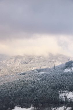Çek Cumhuriyeti 'nin doğusundaki Beskydy dağlarında kış doğası. Sabahları beyaz kar ve sis örtüsü altında ladin ormanları. Kış masalı. Ocak.