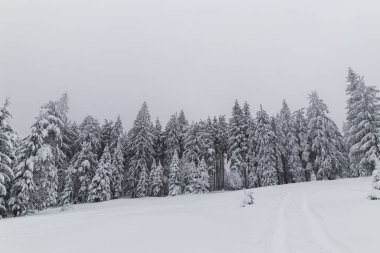 Çek Cumhuriyeti 'nin doğusundaki Beskydy dağlarında kış doğası. Sabahları beyaz kar ve sis örtüsü altında ladin ormanları. Kış masalı. Ocak.