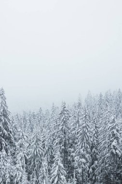 Çek Cumhuriyeti 'nin doğusundaki Beskydy dağlarında kış doğası. Sabahları beyaz kar ve sis örtüsü altında ladin ormanları. Kış masalı. Ocak.