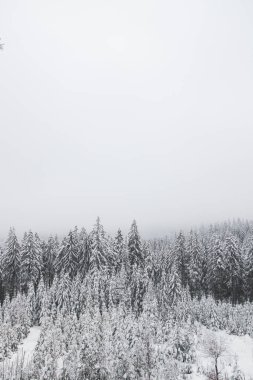 Çek Cumhuriyeti 'nin doğusundaki Beskydy dağlarında kış doğası. Sabahları beyaz kar ve sis örtüsü altında ladin ormanları. Kış masalı. Ocak.