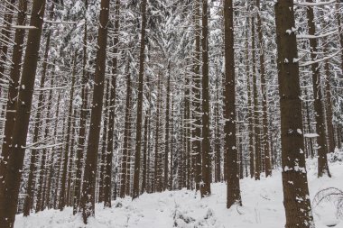 Çek Cumhuriyeti 'nin doğusundaki Beskydy dağlarında kış doğası. Spruce Ormanı, sabah beyaz kar örtüsü altında. Kış masalı. Ocak.