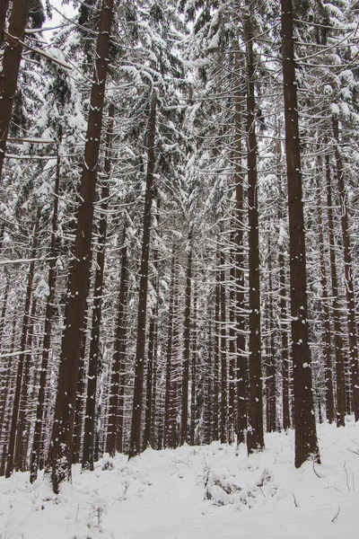 Çek Cumhuriyeti 'nin doğusundaki Beskydy dağlarında kış doğası. Spruce Ormanı, sabah beyaz kar örtüsü altında. Kış masalı. Ocak.