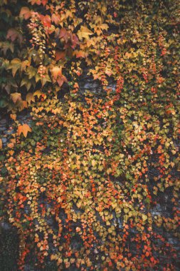 Belçika 'nın Wallonia bölgesinde Dinant' ta bir duvarda yaprak şeklinde gökkuşağı..