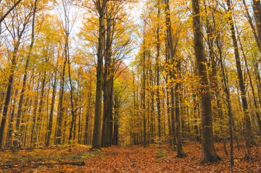 Brabantse Wouden Ulusal Parkı 'ndaki renkli sonbahar ormanı. Ekim ve Kasım aylarında Belçika kırsalında renk. Nefes kesen doğanın çeşitliliği.
