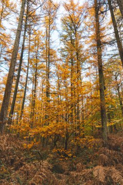 Brabantse Wouden Ulusal Parkı 'ndaki renkli sonbahar ormanı. Ekim ve Kasım aylarında Belçika kırsalında renk. Nefes kesen doğanın çeşitliliği.