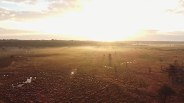 Aerial View Sunrise Pastures Grenspark Kalmthoutse Heide Northeast Belgian Countryside — Stock Video