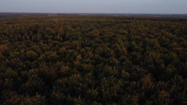 日没時のベルギーの健康な腐敗した森林の空中観察 西ヨーロッパの新鮮な空気の肺 ヴラムスキー ブラバント地域の森林 — ストック動画