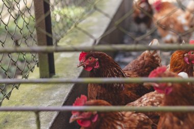 Bahçede koşuşturan kahverengi ve beyaz tüylü evcil tavuk. Organik tavuklar. Ev yapımı yumurtalar. Komik ifade.