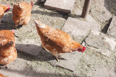 Bahçede koşuşturan kahverengi ve beyaz tüylü evcil tavuk. Organik tavuklar. Ev yapımı yumurtalar. Komik ifade.