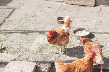 Bahçede koşuşturan kahverengi ve beyaz tüylü evcil tavuk. Organik tavuklar. Ev yapımı yumurtalar. Komik ifade.