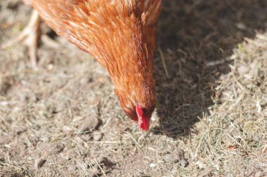 Bahçede koşuşturan kahverengi ve beyaz tüylü evcil tavuk. Organik tavuklar. Ev yapımı yumurtalar. Komik ifade.