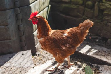 Bahçede koşuşturan kahverengi ve beyaz tüylü evcil tavuk. Organik tavuklar. Ev yapımı yumurtalar. Komik ifade.