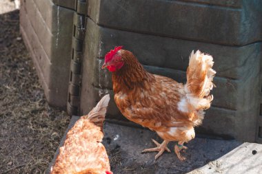 Bahçede koşuşturan kahverengi ve beyaz tüylü evcil tavuk. Organik tavuklar. Ev yapımı yumurtalar. Komik ifade.