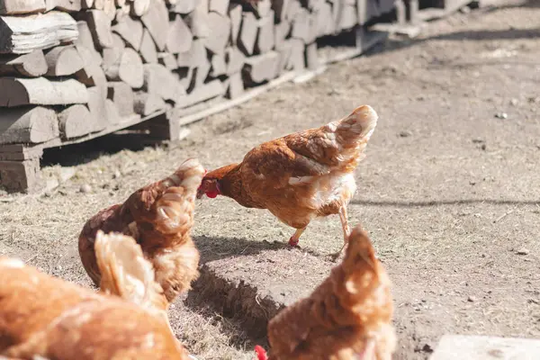 Bahçede koşuşturan kahverengi ve beyaz tüylü evcil tavuk. Organik tavuklar. Ev yapımı yumurtalar. Komik ifade.