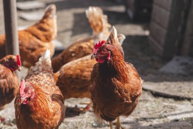 Bahçede koşuşturan kahverengi ve beyaz tüylü evcil tavuk. Organik tavuklar. Ev yapımı yumurtalar. Komik ifade.