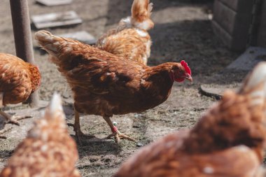 Bahçede koşuşturan kahverengi ve beyaz tüylü evcil tavuk. Organik tavuklar. Ev yapımı yumurtalar. Komik ifade.