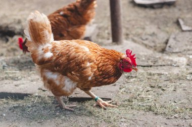 Bahçede koşuşturan kahverengi ve beyaz tüylü evcil tavuk. Organik tavuklar. Ev yapımı yumurtalar. Komik ifade.