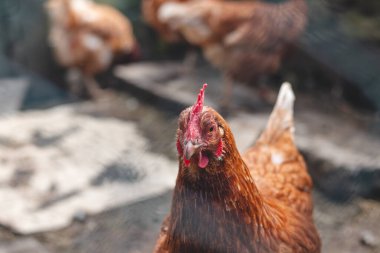 Bahçede koşuşturan kahverengi ve beyaz tüylü evcil tavuk. Organik tavuklar. Ev yapımı yumurtalar. Komik ifade.