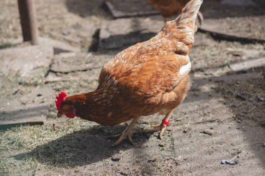 Bahçede koşuşturan kahverengi ve beyaz tüylü evcil tavuk. Organik tavuklar. Ev yapımı yumurtalar. Komik ifade.