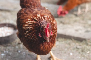 Bahçede koşuşturan kahverengi ve beyaz tüylü evcil tavuk. Organik tavuklar. Ev yapımı yumurtalar. Komik ifade.