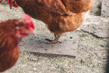 Bahçede koşuşturan kahverengi ve beyaz tüylü evcil tavuk. Organik tavuklar. Ev yapımı yumurtalar. Komik ifade.
