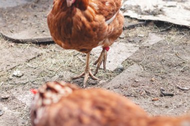 Bahçede koşuşturan kahverengi ve beyaz tüylü evcil tavuk. Organik tavuklar. Ev yapımı yumurtalar. Komik ifade.