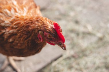 Bahçede koşuşturan kahverengi ve beyaz tüylü evcil tavuk. Organik tavuklar. Ev yapımı yumurtalar. Komik ifade.