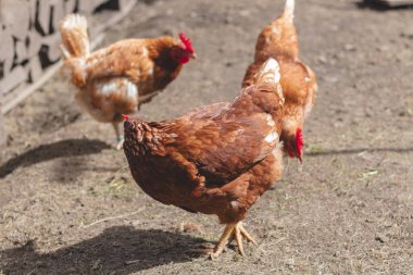 Bahçede koşuşturan kahverengi ve beyaz tüylü evcil tavuk. Organik tavuklar. Ev yapımı yumurtalar. Komik ifade.