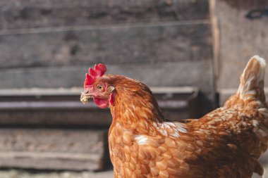Bahçede koşuşturan kahverengi ve beyaz tüylü evcil tavuk. Organik tavuklar. Ev yapımı yumurtalar. Komik ifade.