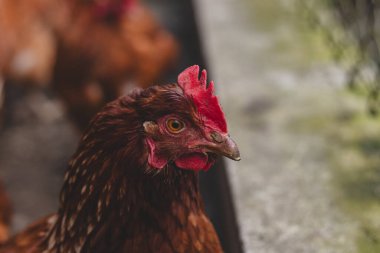 Bahçede koşuşturan kahverengi ve beyaz tüylü evcil tavuk. Organik tavuklar. Ev yapımı yumurtalar. Komik ifade.