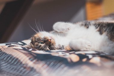 Yorgun ev kedisi yatakta uzanıp uyuyor. Şirin ve uykulu hayvanlar. Günün sonraki bölümü için güç topluyorum..