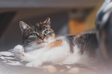 Yorgun ev kedisi yatakta uzanıp uyuyor. Şirin ve uykulu hayvanlar. Günün sonraki bölümü için güç topluyorum..