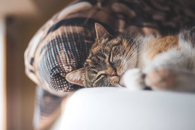 Yorgun ev kedisi yatakta uzanıp uyuyor. Şirin ve uykulu hayvanlar. Günün sonraki bölümü için güç topluyorum..