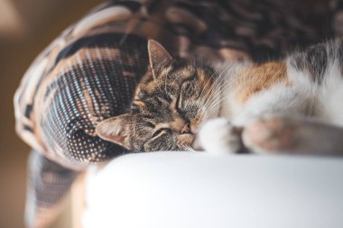 Yorgun ev kedisi yatakta uzanıp uyuyor. Şirin ve uykulu hayvanlar. Günün sonraki bölümü için güç topluyorum..