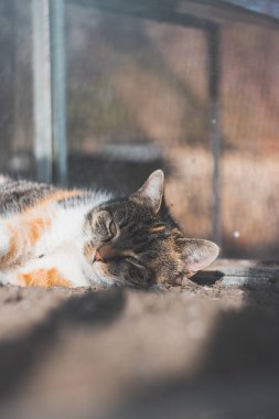 Popüler renkli kedi güneşli havalarda seradaki toprakta rahatlar ve ısınır. Sevimli hayvan. Dört ayaklı bir memelinin rahatlatıcı ifadesi. Huzurlu kırsal.