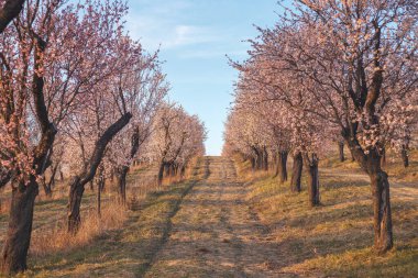 Hustopece 'daki badem ağaçları Güney Moravya' da günbatımında çarpıcı bir manzara yaratıyor. Gökyüzünün canlı renkleri narin çiçeklerle güzel bir şekilde harmanlanır.