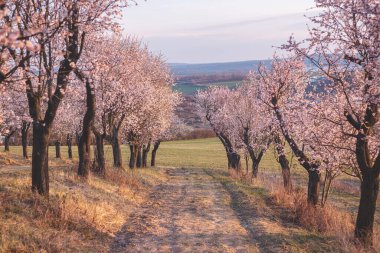 Hustopece 'daki badem ağaçları Güney Moravya' da günbatımında çarpıcı bir manzara yaratıyor. Gökyüzünün canlı renkleri narin çiçeklerle güzel bir şekilde harmanlanır.